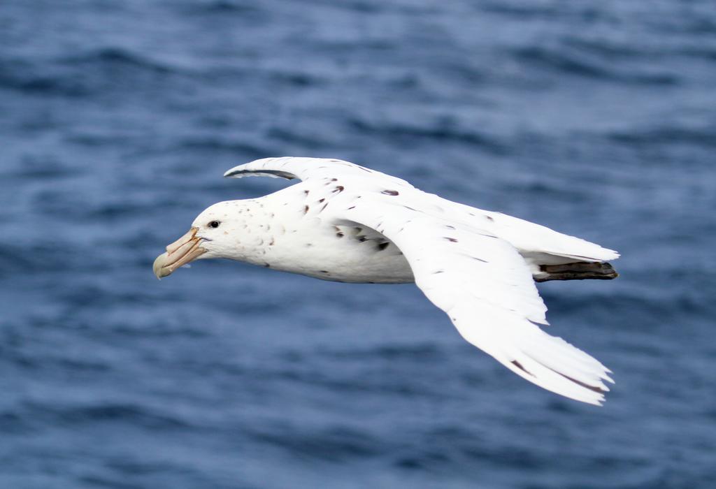 The White Morph - Heritage Collection Kaikoura Exteriér fotografie